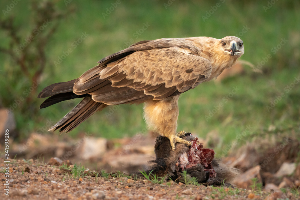 Tawny eagle perches on kill turning head Tawny eagle perches on kill turning head