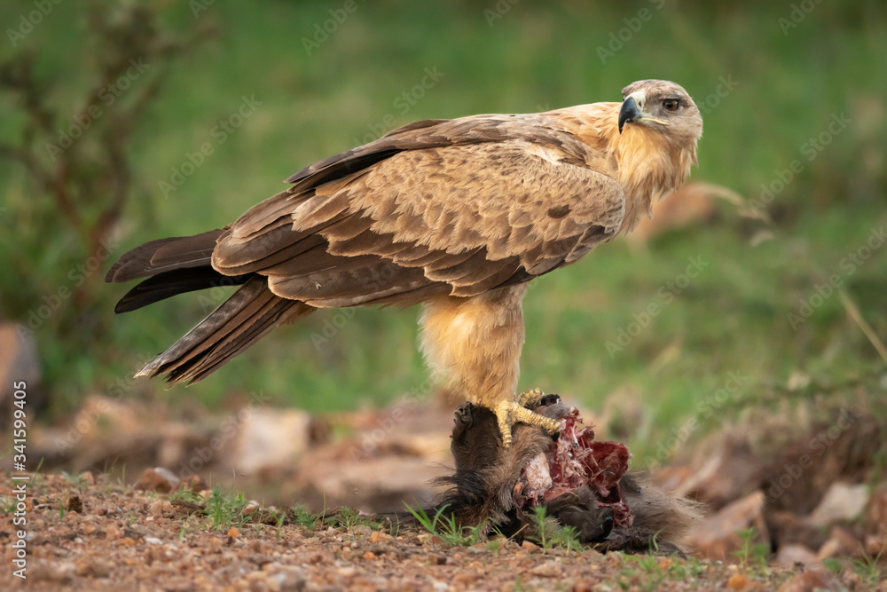 Tawny eagle stands on kill looking back Tawny eagle stands on kill looking back
