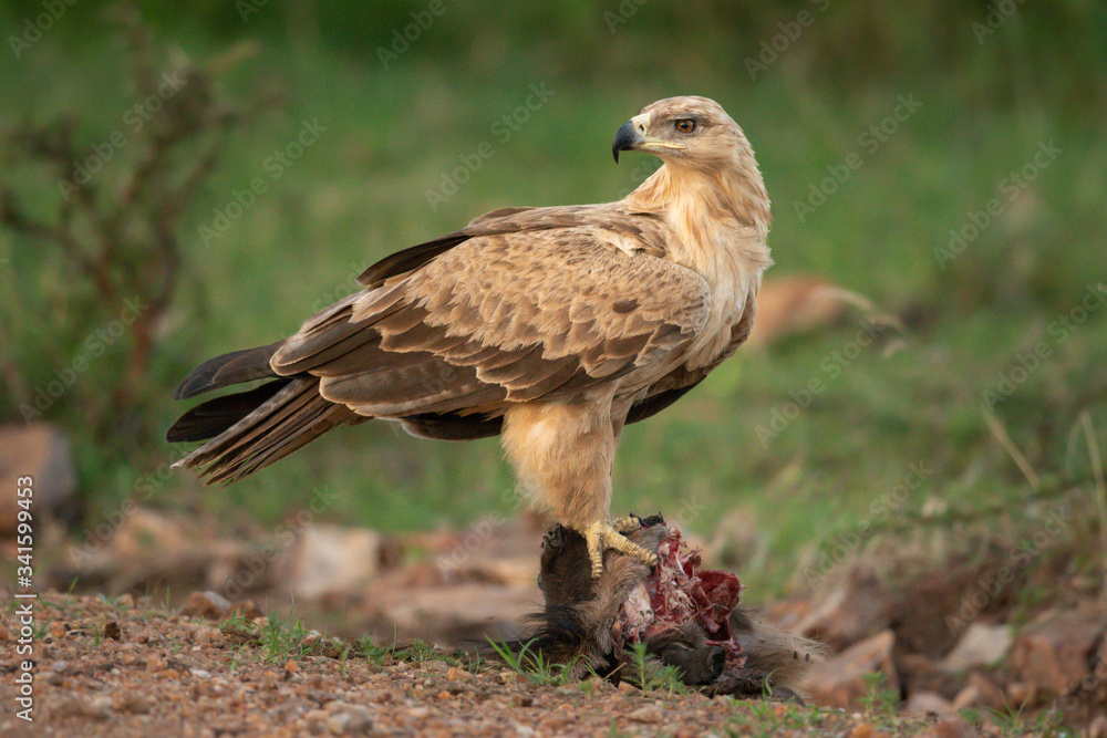 Tawny eagle stands on kill turning back Tawny eagle stands on kill turning back