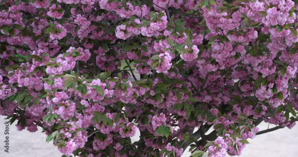 Spring time, huge japanese cherry blossoms in full bloom Spring time, huge japanese cherry blossoms in full bloom