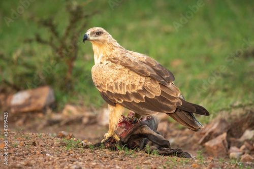 Tawny eagle stands on kill looking round