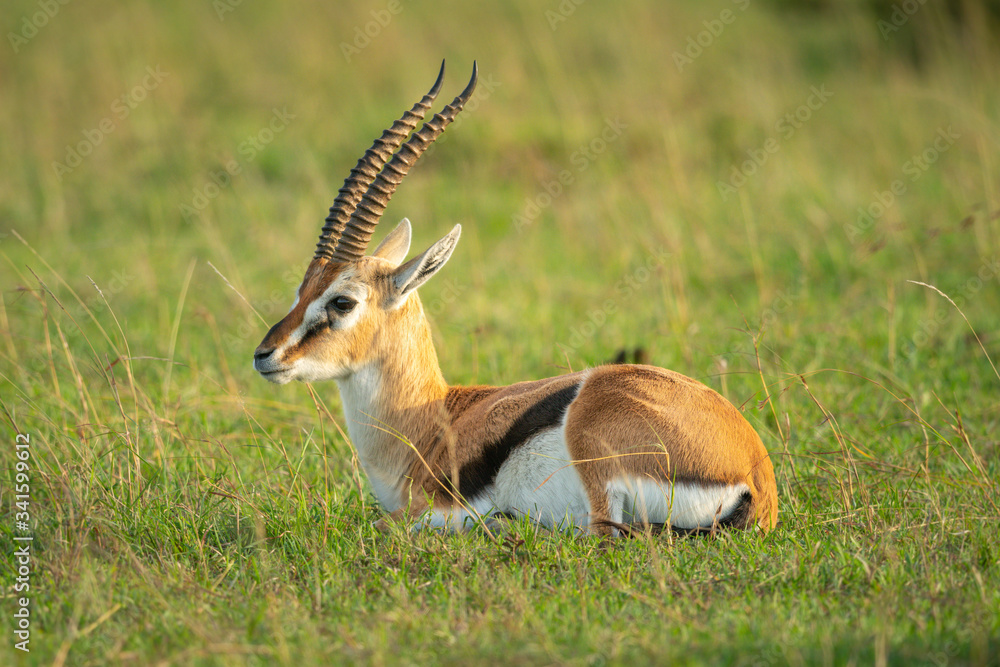 Fototapeta premium Thomson gazelle lies in grass facing left