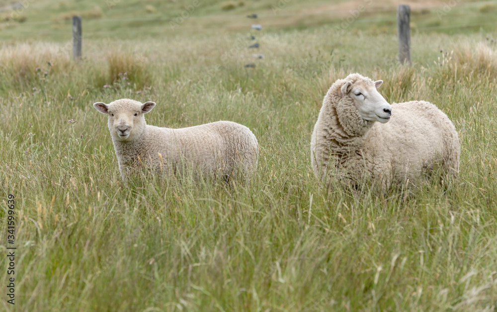 sheep and lamb on green slope, Godley Head, New Zealand sheep and lamb on green slope, Godley Head, New Zealand
