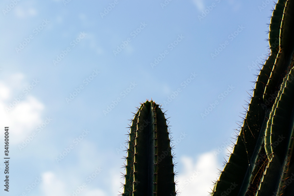 Naklejka premium A close up of the top of a saguaro cactus with multiple arms of the same length against an empty background.