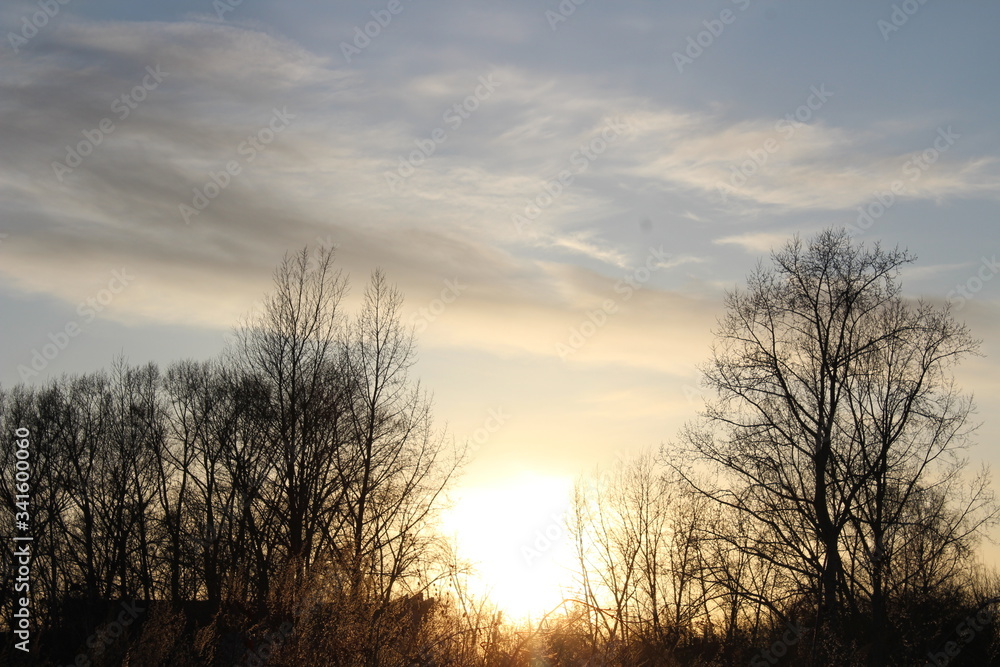 dark silhouettes of trees against the sunset sky dark silhouettes of trees against the sunset sky