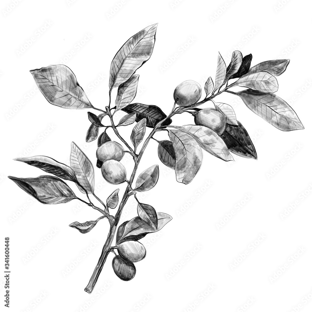 Botanical illustration of a plum branch and leaflets. Pencil drawing sketch. Vintage monochrome