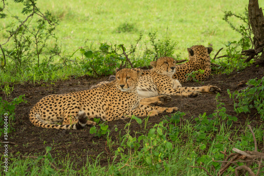 Obraz premium Three male cheetah lying down in shade