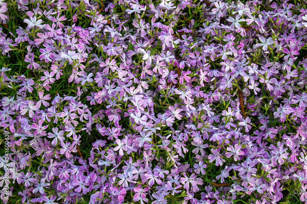 Background from small purple spring flowers on the lawn. Background from small purple spring flowers on the lawn.