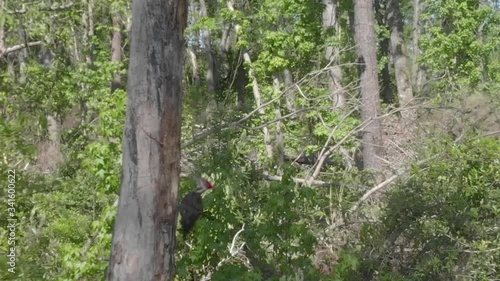 Aerial drone toward one red crested wood pecker on dead tree and departs