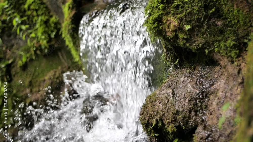 spring water in the forest spring water in the forest