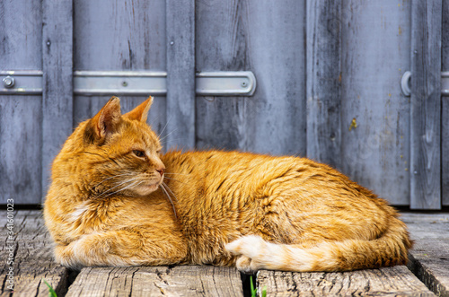 Foto Sleepy Domestic Cat