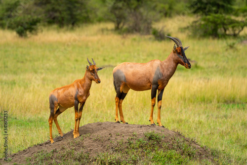 Topi stands on dirt mound with calf