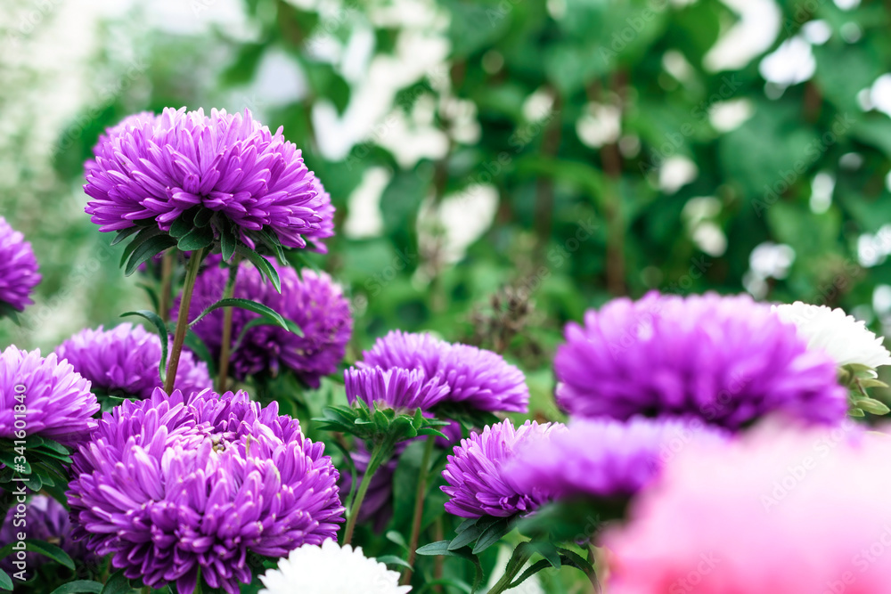 Purple flowers in a country garden. Asters. Floral background. Purple flowers in a country garden. Asters. Floral background.
