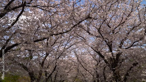 Wallpaper Mural The Stunning Scenery Of Sakura Tunnel With Pink Cherry Blossoms In Japan - Wide Shot Torontodigital.ca