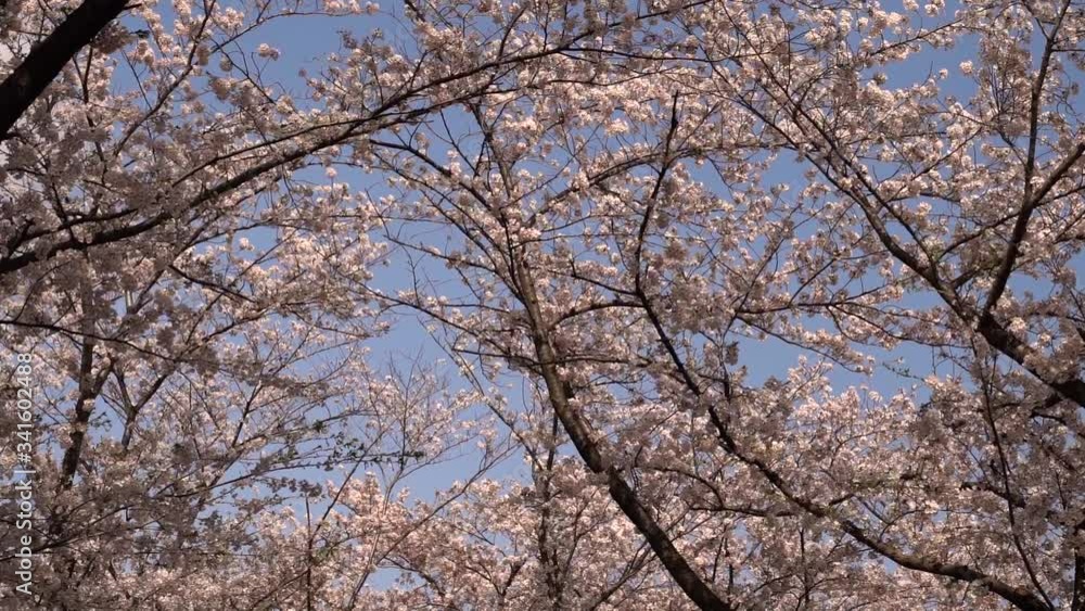 The Gorgeous Scenery Of Sakura Cherry Blossom Trees Waving In The Wind In Japan - Slow Motion The Gorgeous Scenery Of Sakura Cherry Blossom Trees Waving In The Wind In Japan - Slow Motion
