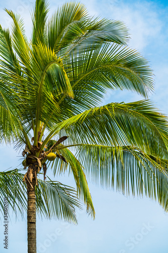 palm tree on the beach © yaoyang