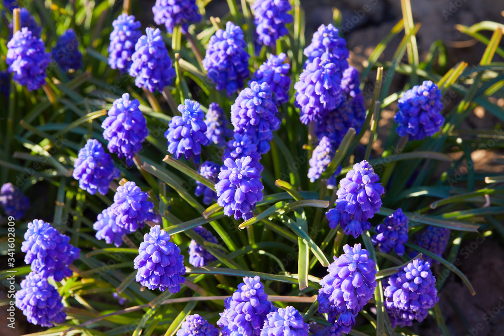 Muscari. Blue spring flower, Grape Hyacinth, Muscari racemosum. Selective focus. Muscari. Blue spring flower, Grape Hyacinth, Muscari racemosum. Selective focus.
