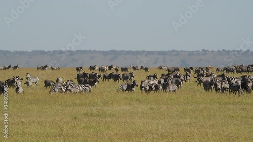 Large herds of zebras in the grasslands of the Maasai Mara Reserve in Kenya. photo