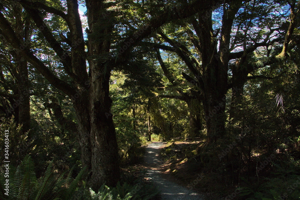 Fototapeta premium Big trees on Blue Pools Forest Walk in Otago on South Island of New Zealand