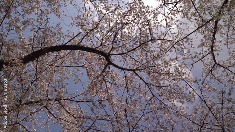 The Beautiful Scenery Of Pink Blooming Sakura Cherry Blossoms With Bright Blue Sky In The Background In Japan - Slow Motion The Beautiful Scenery Of Pink Blooming Sakura Cherry Blossoms With Bright Blue Sky In The Background In Japan - Slow Motion