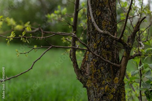 tree trunk closeup with young leaves on green background