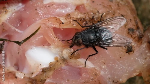 
The housefly is a fly of the suborder Cyclorrhapha. It is believed to have evolved in the Cenozoic Era, possibly in the Middle East, and has spread all over the world as a commensal of humans.  photo