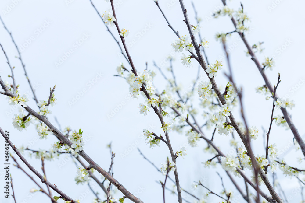 Beautifully blooming cherry trees, background with blooming flowers on a spring day. Beautifully blooming cherry trees, background with blooming flowers on a spring day.