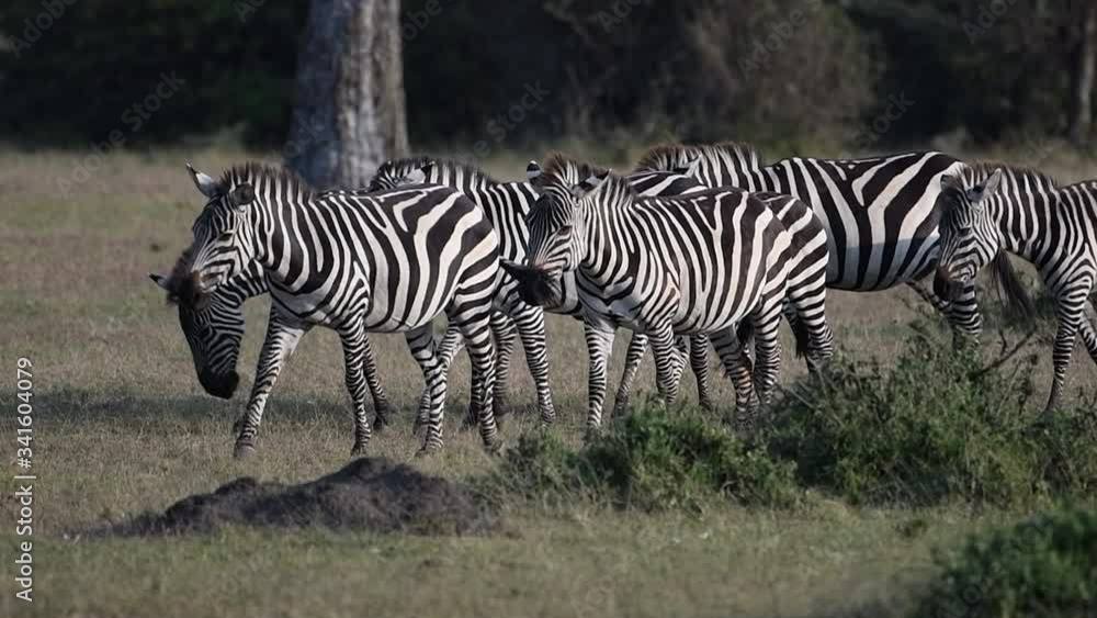 Close-up 4K video of zebras with forest in the background in the Maasai Mara during the Great Migration. Close-up 4K video of zebras with forest in the background in the Maasai Mara during the Great Migration.