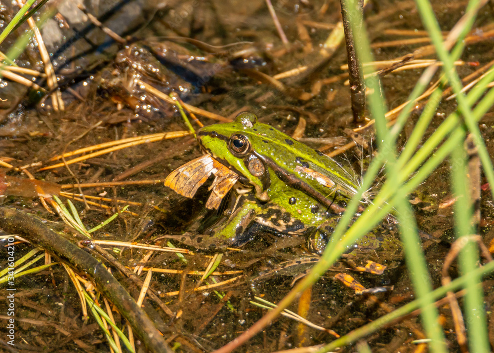 common european green water frog (Pelophylax esculentus) in the water eating a butterfly common european green water frog (Pelophylax esculentus) in the water eating a butterfly