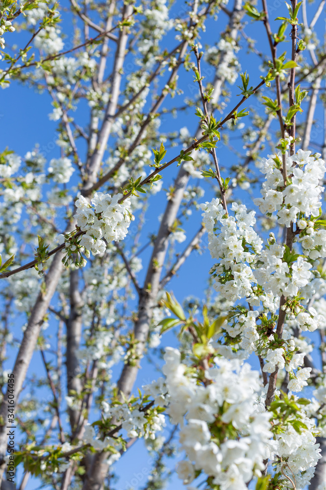 Beautifully blooming cherry trees, background with blooming flowers on a spring day. Beautifully blooming cherry trees, background with blooming flowers on a spring day.