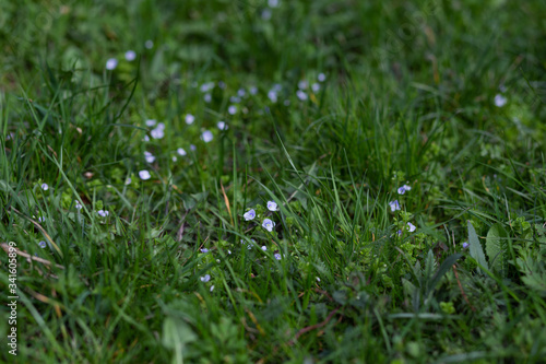 spring flowers in the grass in early spring