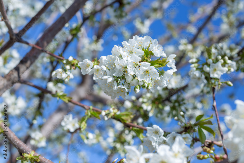 Beautifully blooming cherry trees, background with blooming flowers on a spring day. Beautifully blooming cherry trees, background with blooming flowers on a spring day.