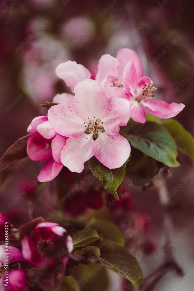 Pinke Apfelblüten mit grünen Blättern Pinke Apfelblüten mit grünen Blättern