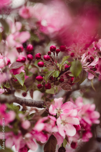 Pinke Apfelblüten mit grünen Blättern