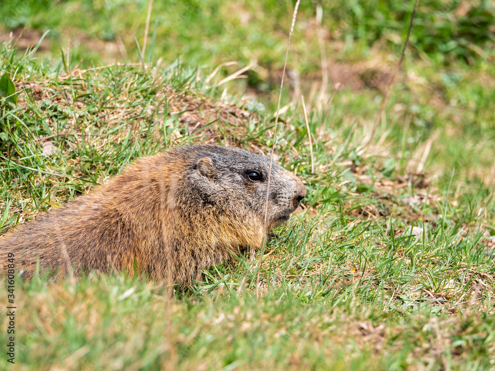 Nahaufnahme eines Murmeltiers, das aus seinem Bau sieht mit Blickrichtung rechts, frei lebend auf einer Wiese im Allgäu bei Hinterstein im Frühling