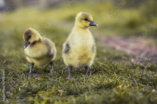 Cute gosling's resting in a meadow grass. © Dmytro Titov