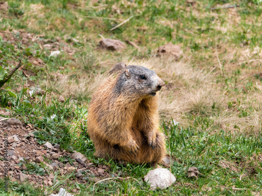 Murmeltier, frei lebend auf einer Wiese sitzend mit Vorderpfoten angelehnt, im Allgäu bei Hinterstein im Frühling Murmeltier, frei lebend auf einer Wiese sitzend mit Vorderpfoten angelehnt, im Allgäu bei Hinterstein im Frühling