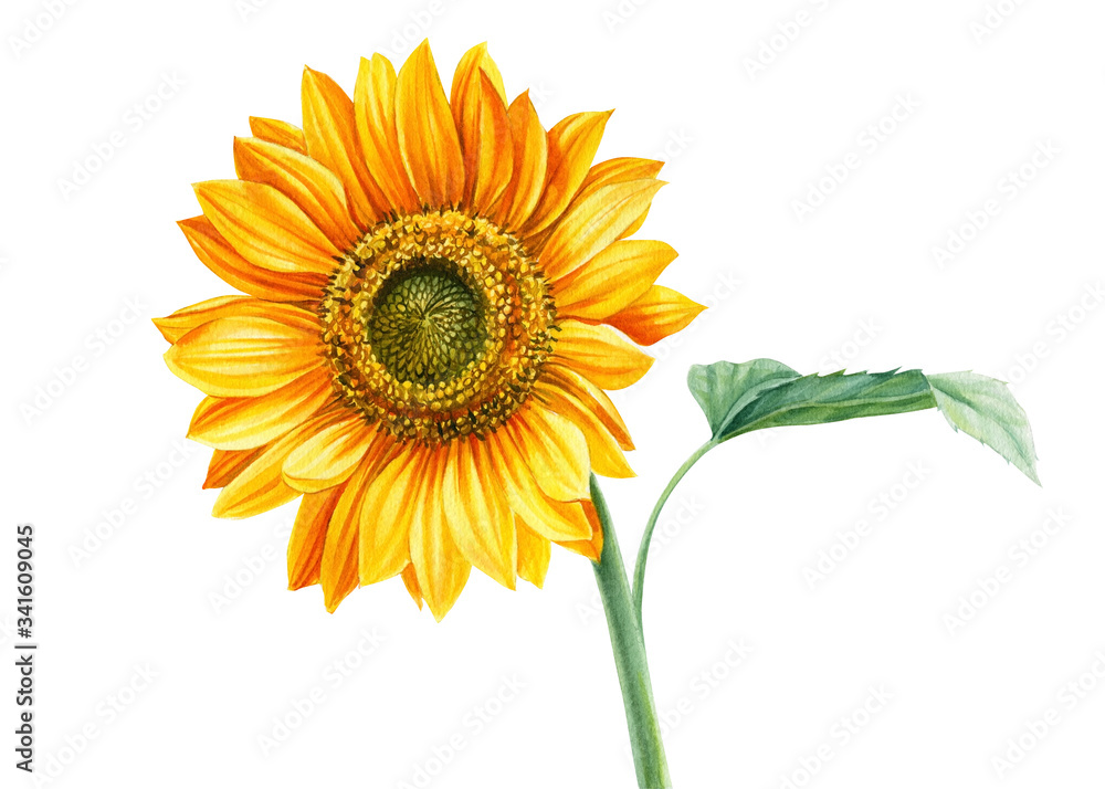 Obraz premium set of yellow flowers, sunflowers on an isolated background, botanical illustration, watercolor floral design