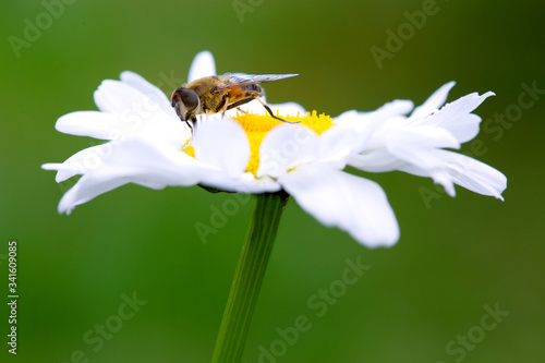 Macro Shot of white daisy flower isolated on green background.