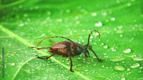 Wallpaper Mural Giant beetle palo verde or longhorn beetle close up, insect footage on a green leaf with rain drops. Torontodigital.ca