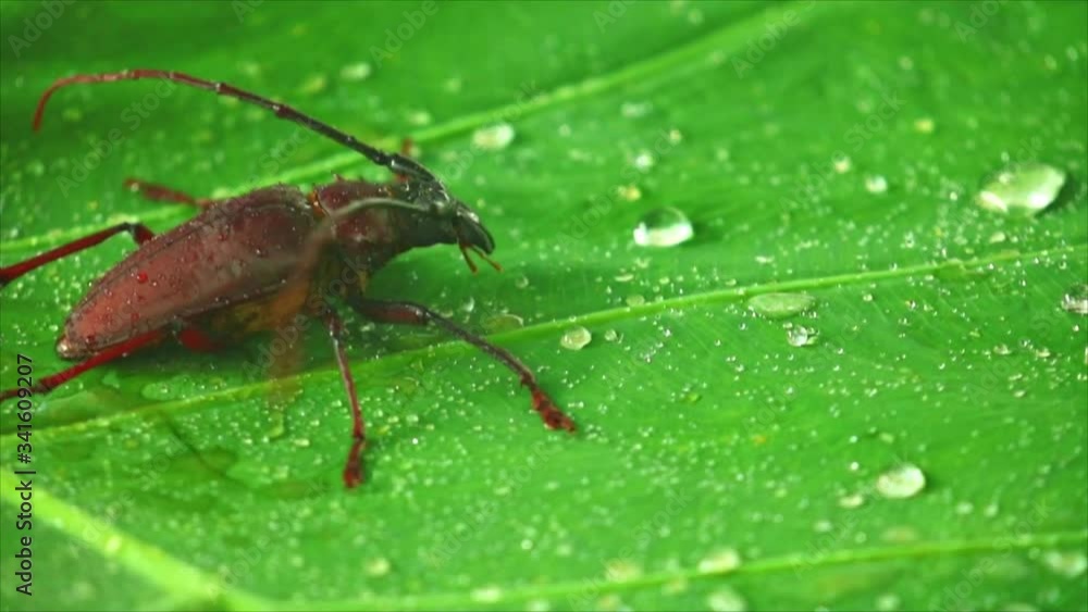 Giant beetle palo verde or longhorn beetle close up, insect footage on a green leaf with rain drops. Giant beetle palo verde or longhorn beetle close up, insect footage on a green leaf with rain drops.