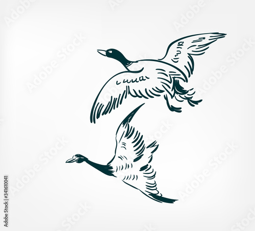 ducks fly vector illustration japanese chinese ink line sketch style