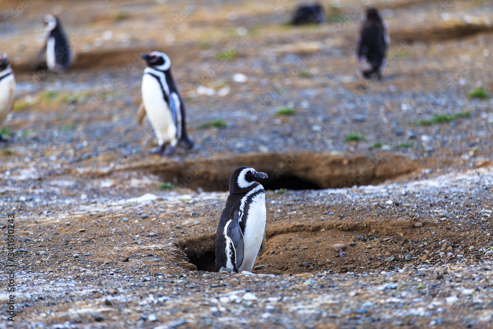 Fototapeta premium Magellanic penguins in natural environment on Magdalena island, Patagonia, Chile, South America