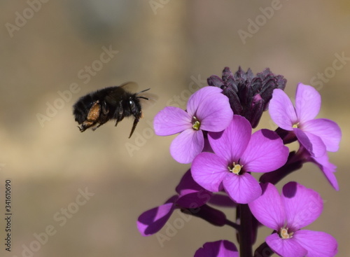 hairy footed flower bee
