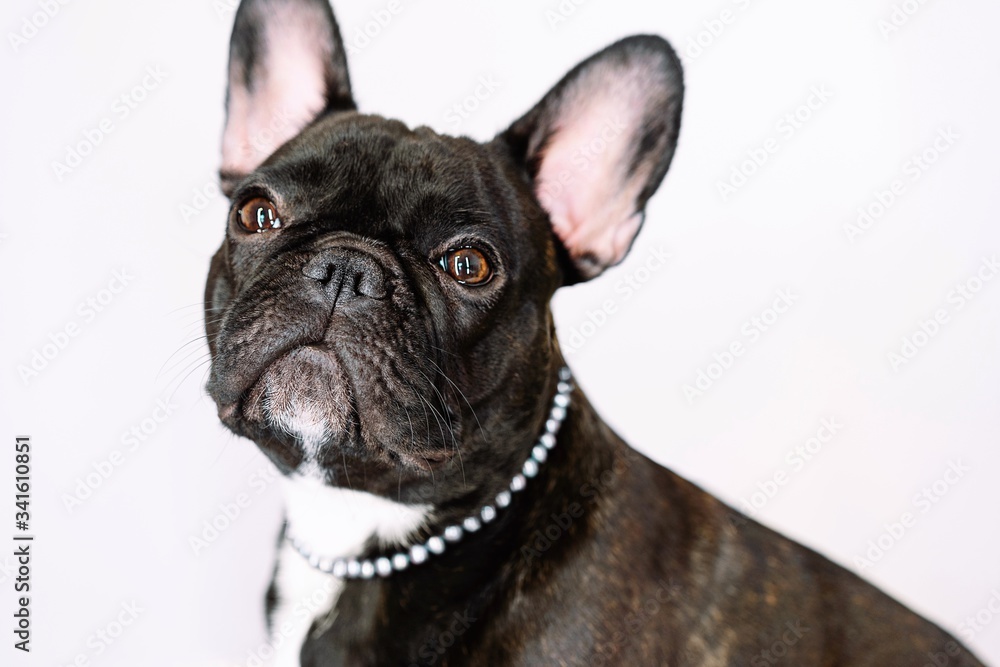 French bulldog with pearls