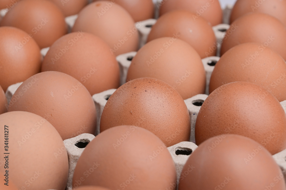 fresh organic egg in paper panel of consume industry fresh organic egg in paper panel of consume industry