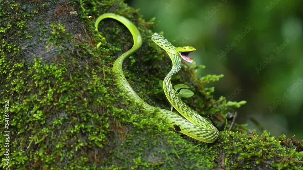 A Green vine snake in a attacking posture with its mouth wide open ...