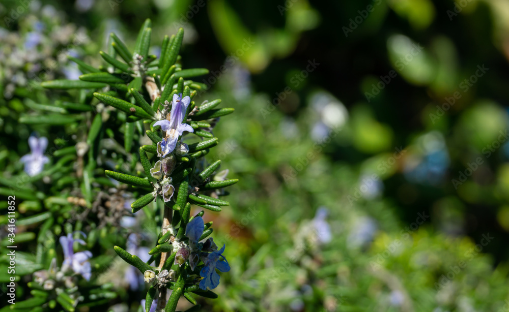 Forget me not flowers Forget me not flowers