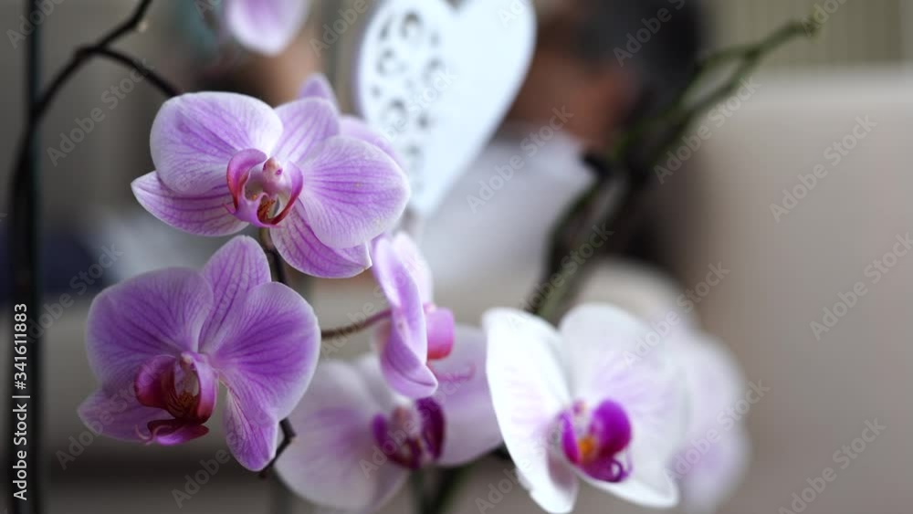 orchids in a living room in the foreground, behind a man who relaxes by reading orchids in a living room in the foreground, behind a man who relaxes by reading