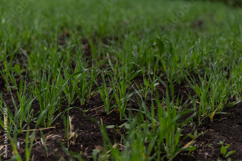 the first sprouts of wheat on the field after the rain in early spring